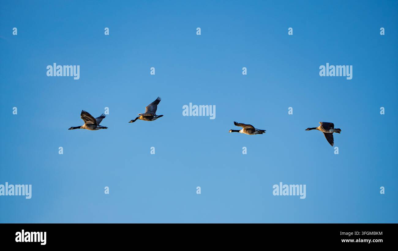 Vier Kanadagänse fliegen in einer Reihe über den klaren blauen Himmel Stockfoto