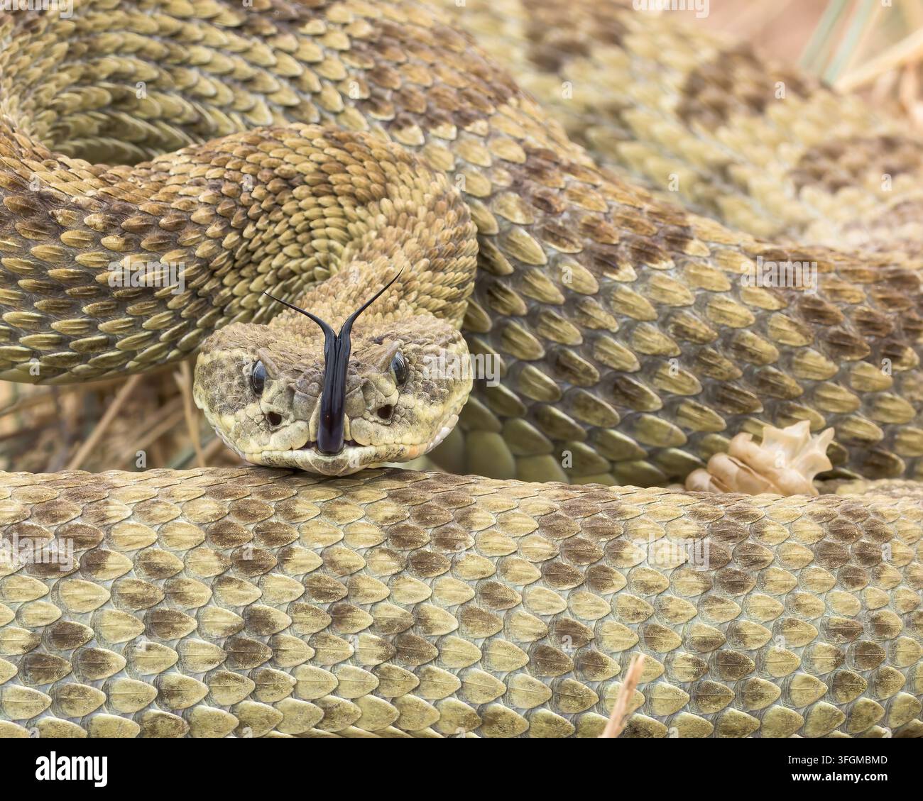 Eine zusammengerollte Prärie-Klapperschlange testet die Luft mit ihrer gespaltenen Zunge. Stockfoto