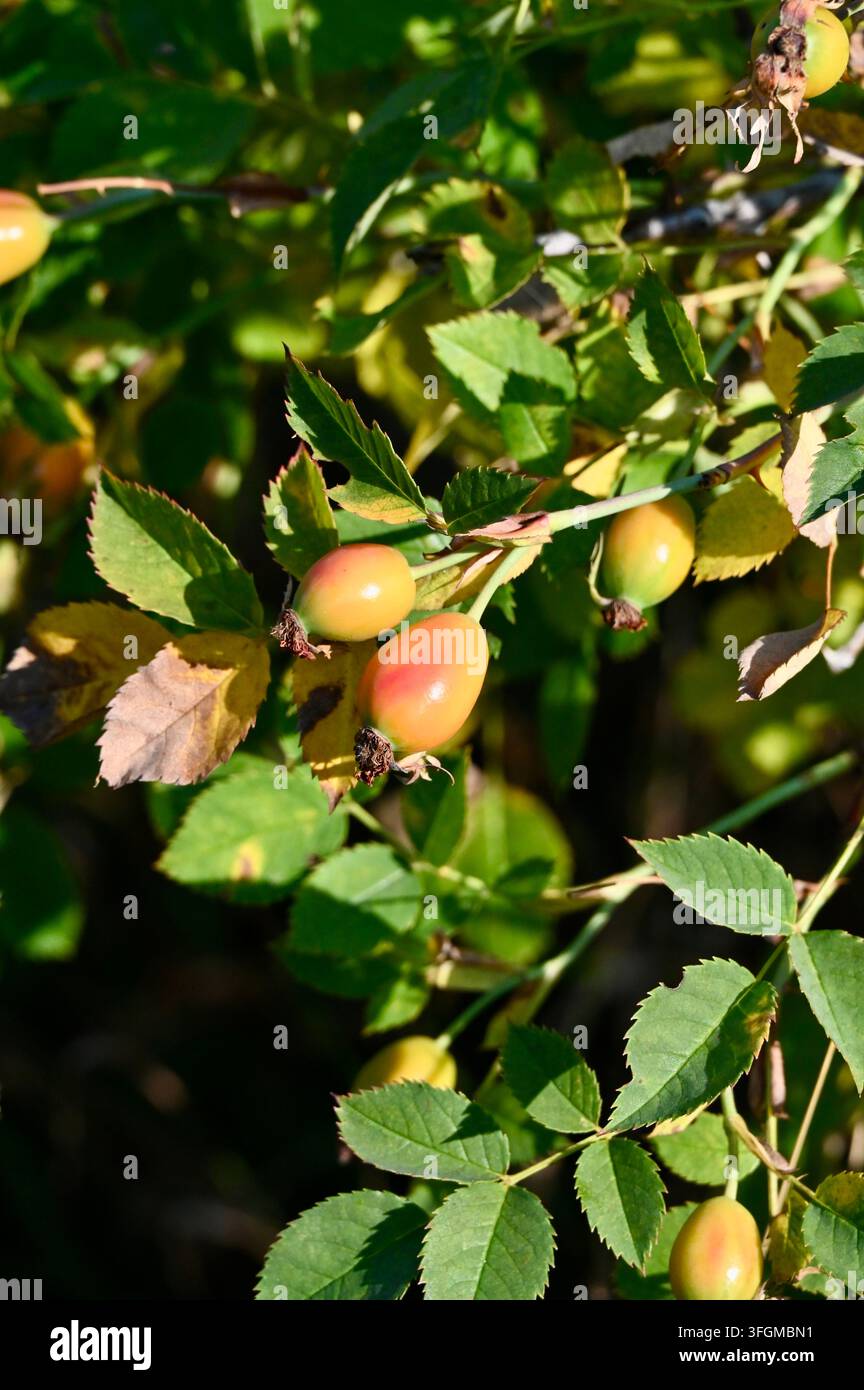 Vertikale Fotografie von reifenden Hagebuttenfrüchten, die an einem grünen Strauchzweig mit gezackten Blättern unter hellem Tageslicht hängen. Stockfoto