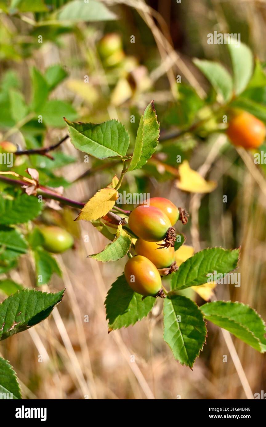 Vertikale Fotografie von reifenden Hagebuttenfrüchten, die an einem grünen Strauchzweig mit gezackten Blättern unter hellem Tageslicht hängen. Stockfoto