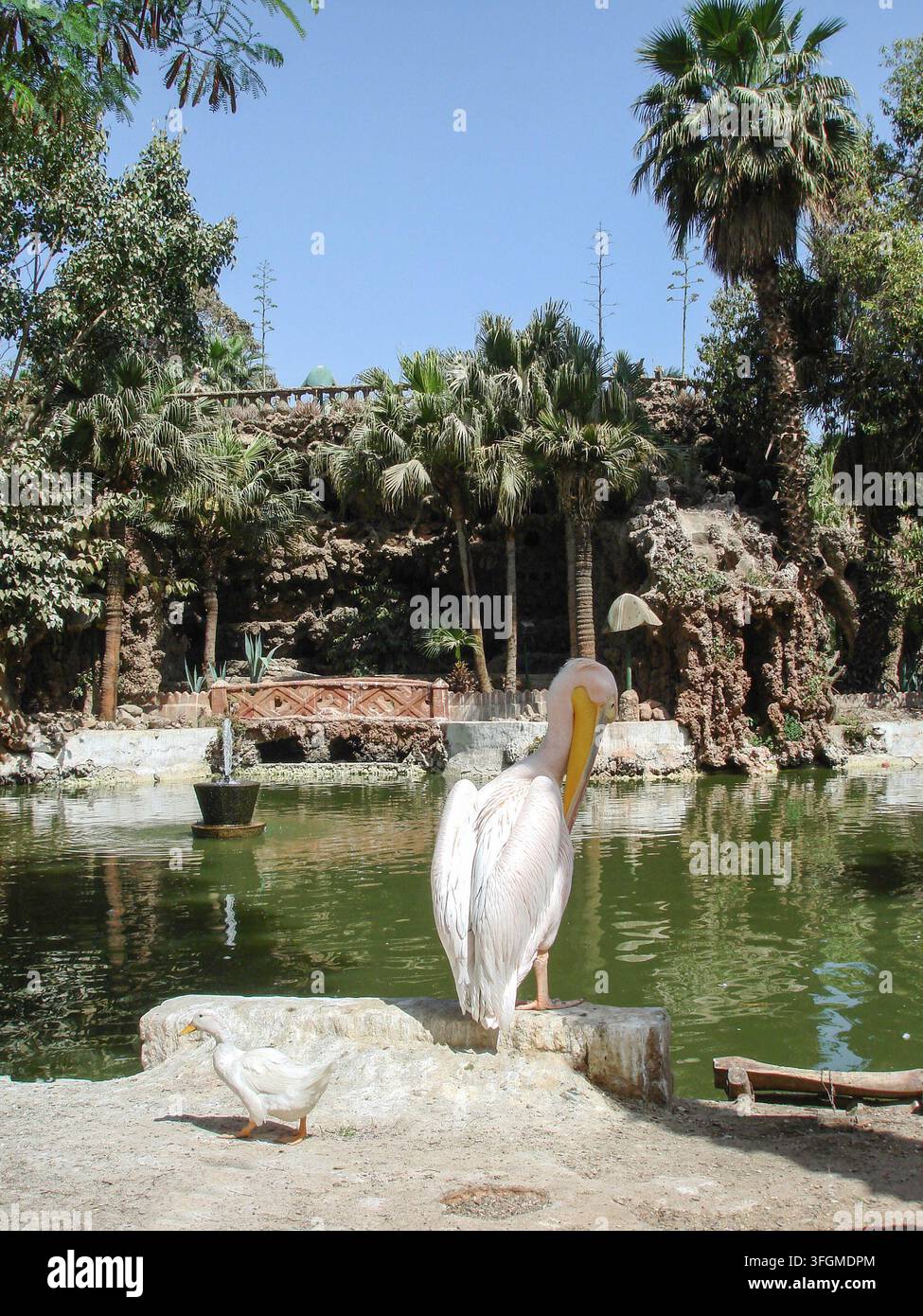 Giza, Ägypten - 7. April 2009: Foto eines weißen Pelikans im Zoo Stockfoto