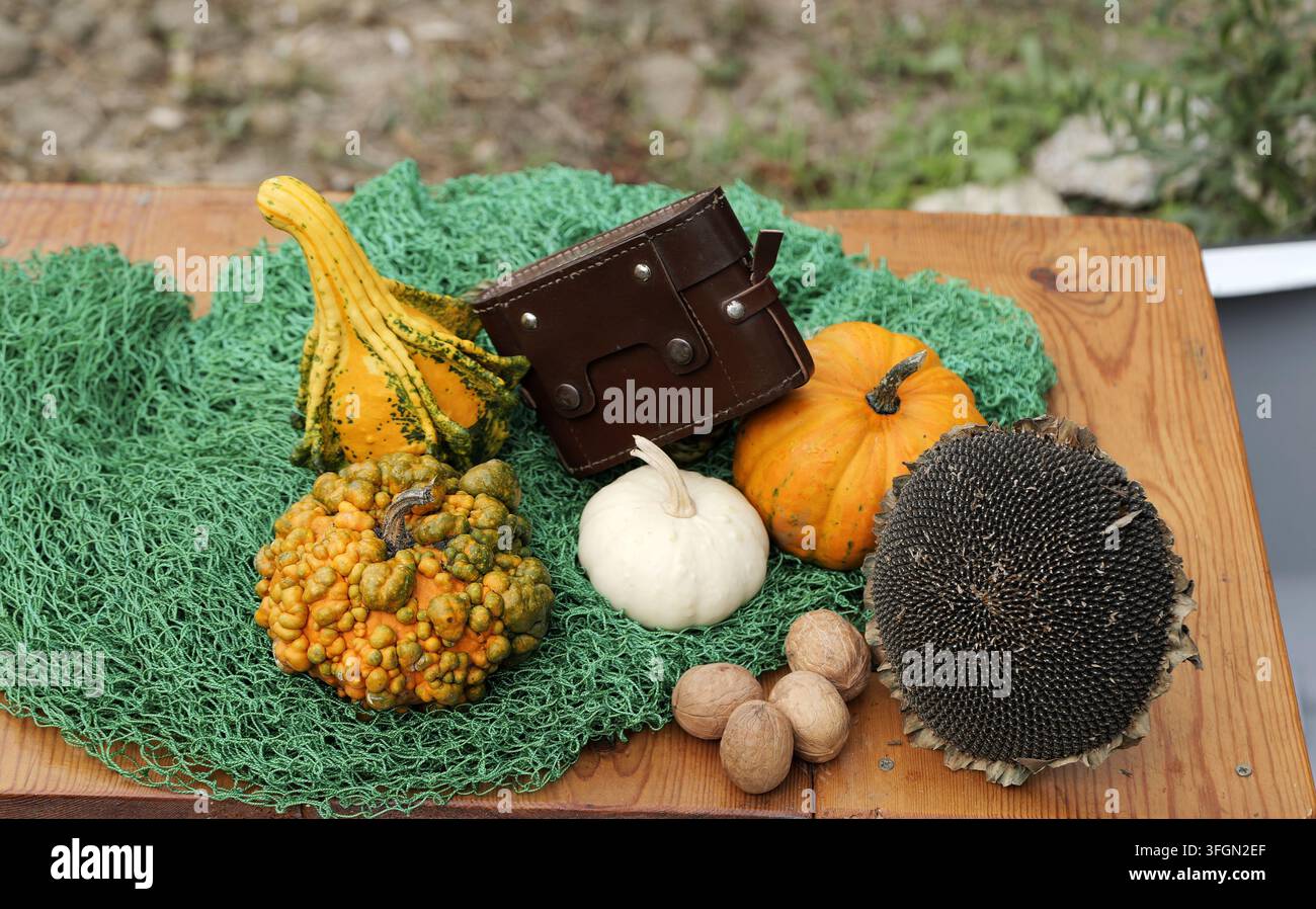 Herbsternte-Arrangement mit verschiedenen farbenfrohen Kürbissen, einem Sonnenblumenkopf, Walnüssen und einem braunen Ledersack, der auf einem grünen Netz über einem rustikalen Hintergrund ruht Stockfoto