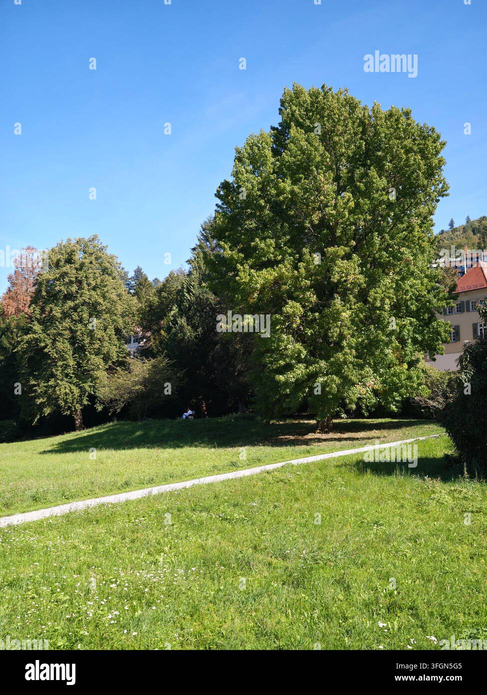 Bad Herrenalb Reifer Laubbaum mit dichtem grünen Kronendach füllt die rechte Bildseite und wirft einen breiten kühlen Schatten über den abfallenden grasbewachsenen Parkrasen mit Stockfoto