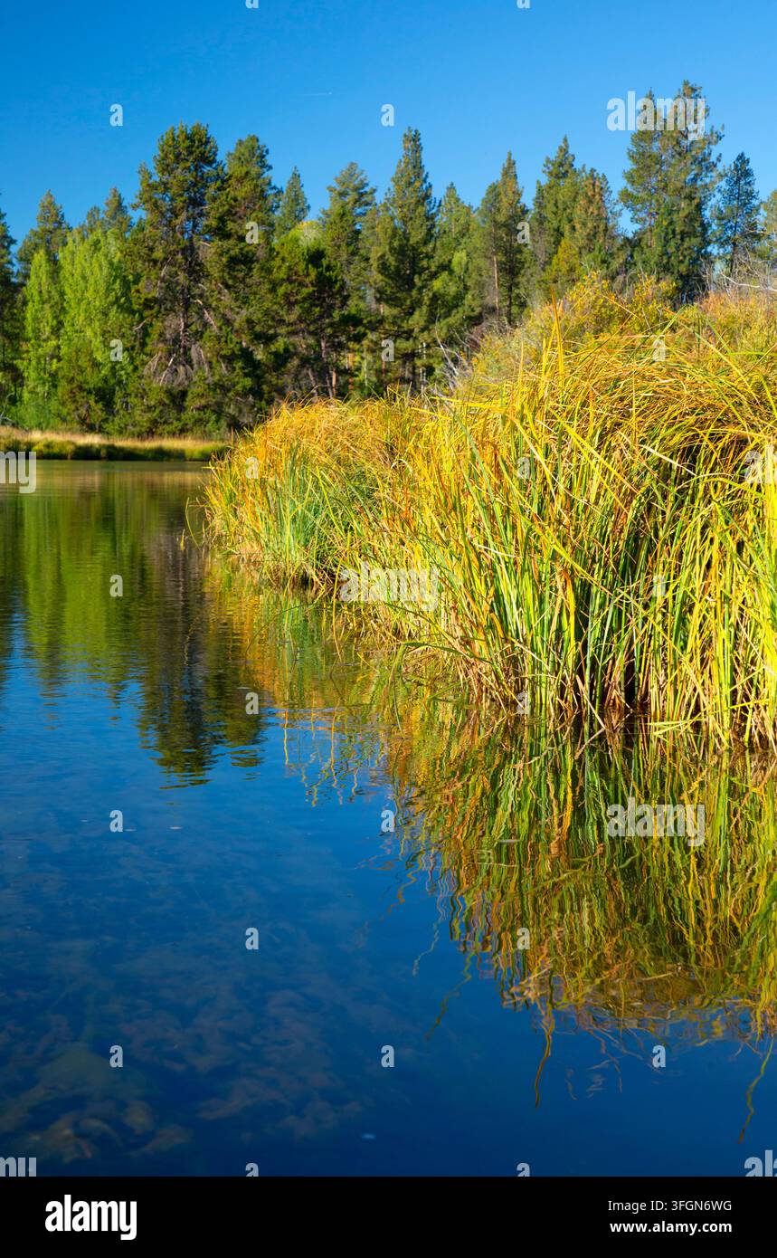 Deschutes Wild and Scenic River, Deschutes National Forest, Oregon Stockfoto