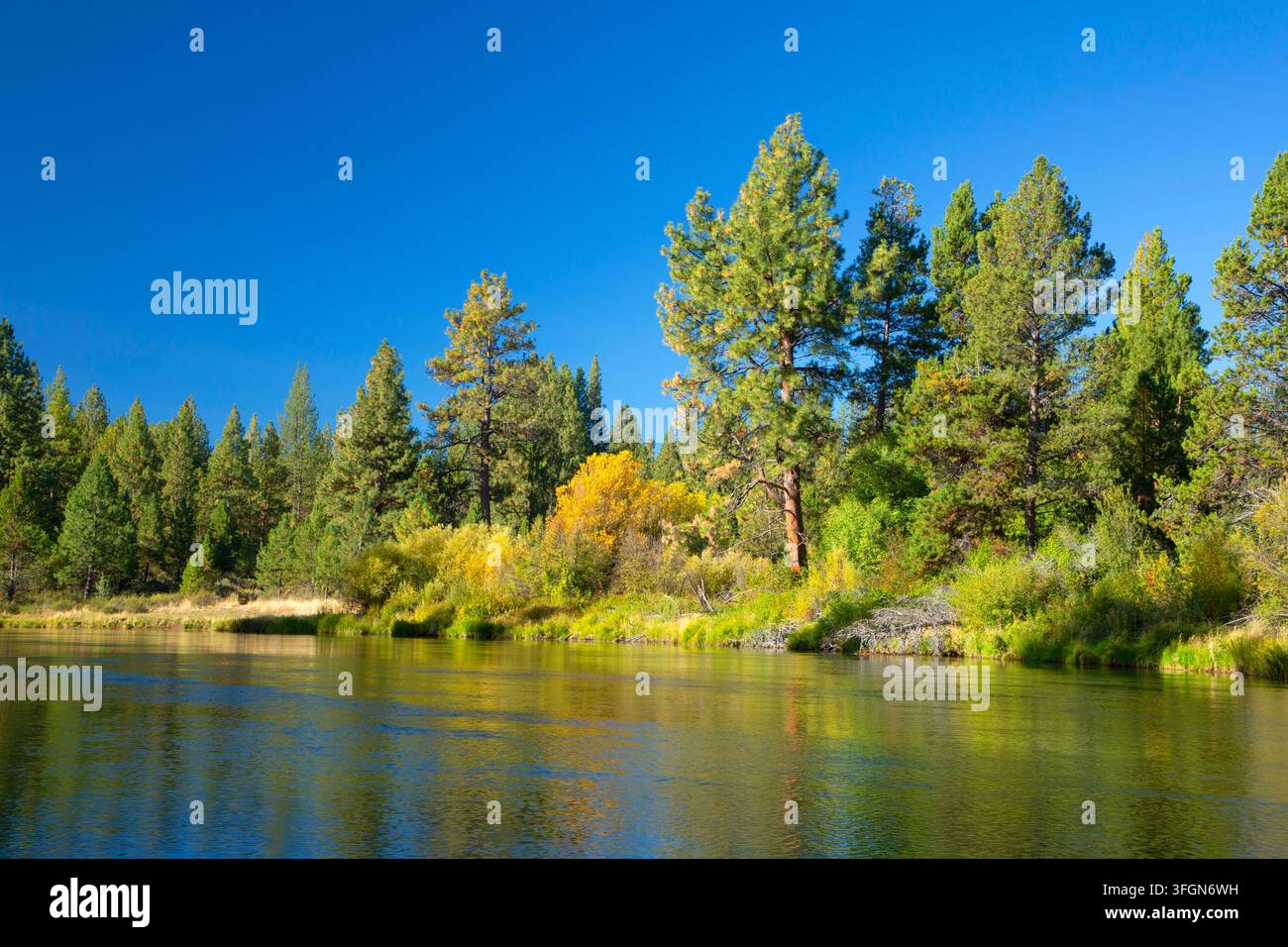 Deschutes Wild and Scenic River, Deschutes National Forest, Oregon Stockfoto
