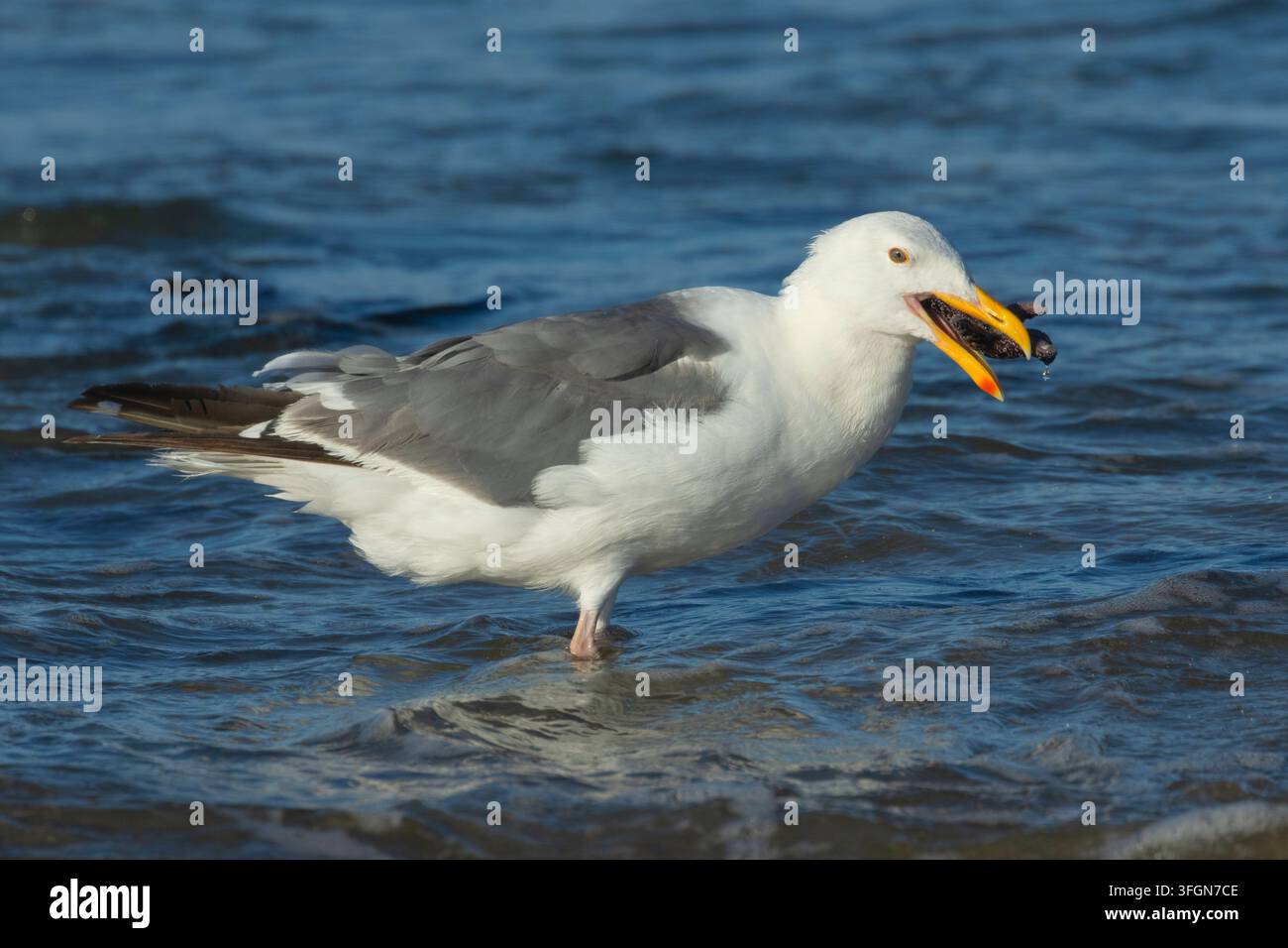Möwenart (Larus occidentalis) frisst Ochsenstern (Pisaster ochraceus), Stonefield Beach State Park, Oregon Stockfoto
