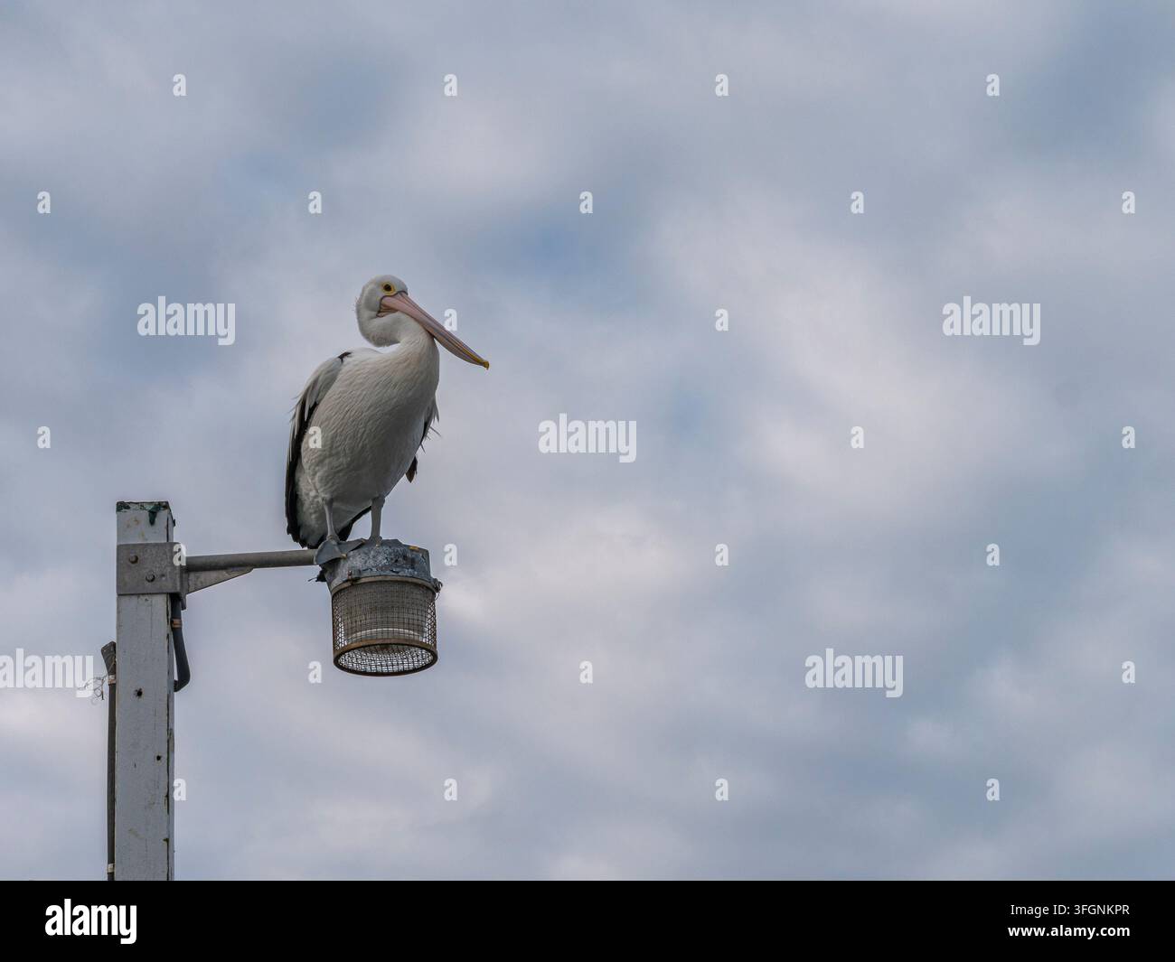 Australischer Pelikan, der auf einem Küstenlaternenpfahl unter einem bewölkten Himmel sitzt Stockfoto