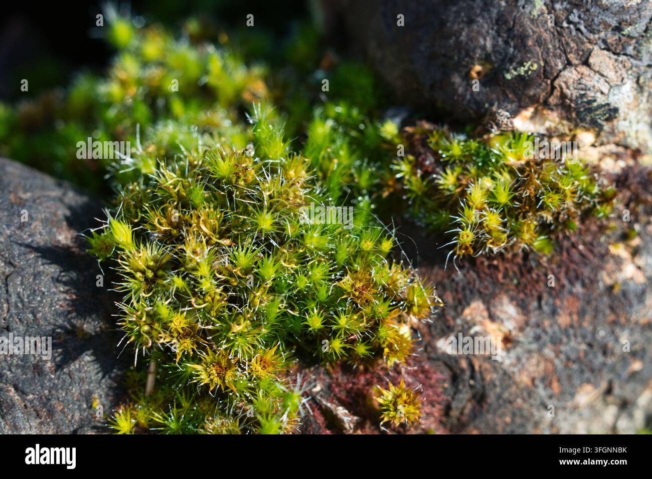 Makro-Nahaufnahme von dichten Sternmoos-Klumpen, die im Sonnenlicht auf einer rauen Baumrindoberfläche im valdivianischen Temperaturnebelwald in Chile leuchten Stockfoto