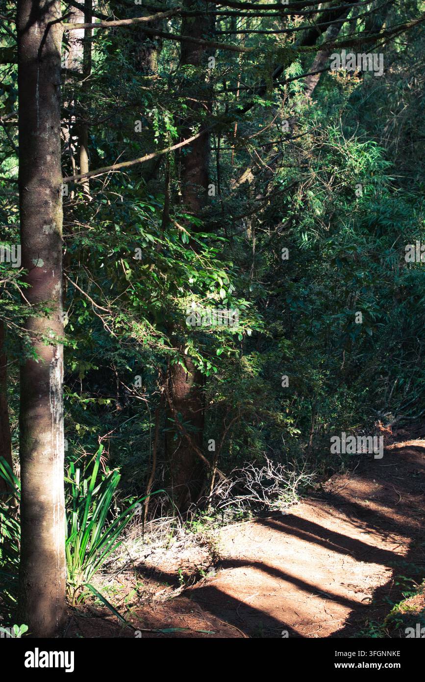 Waldweg mit starkem diagonalem Sonnenlicht und Schattenmustern, die durch dichte einheimische Vegetation im valdivianischen Temperwald in Chile verlaufen. Stockfoto