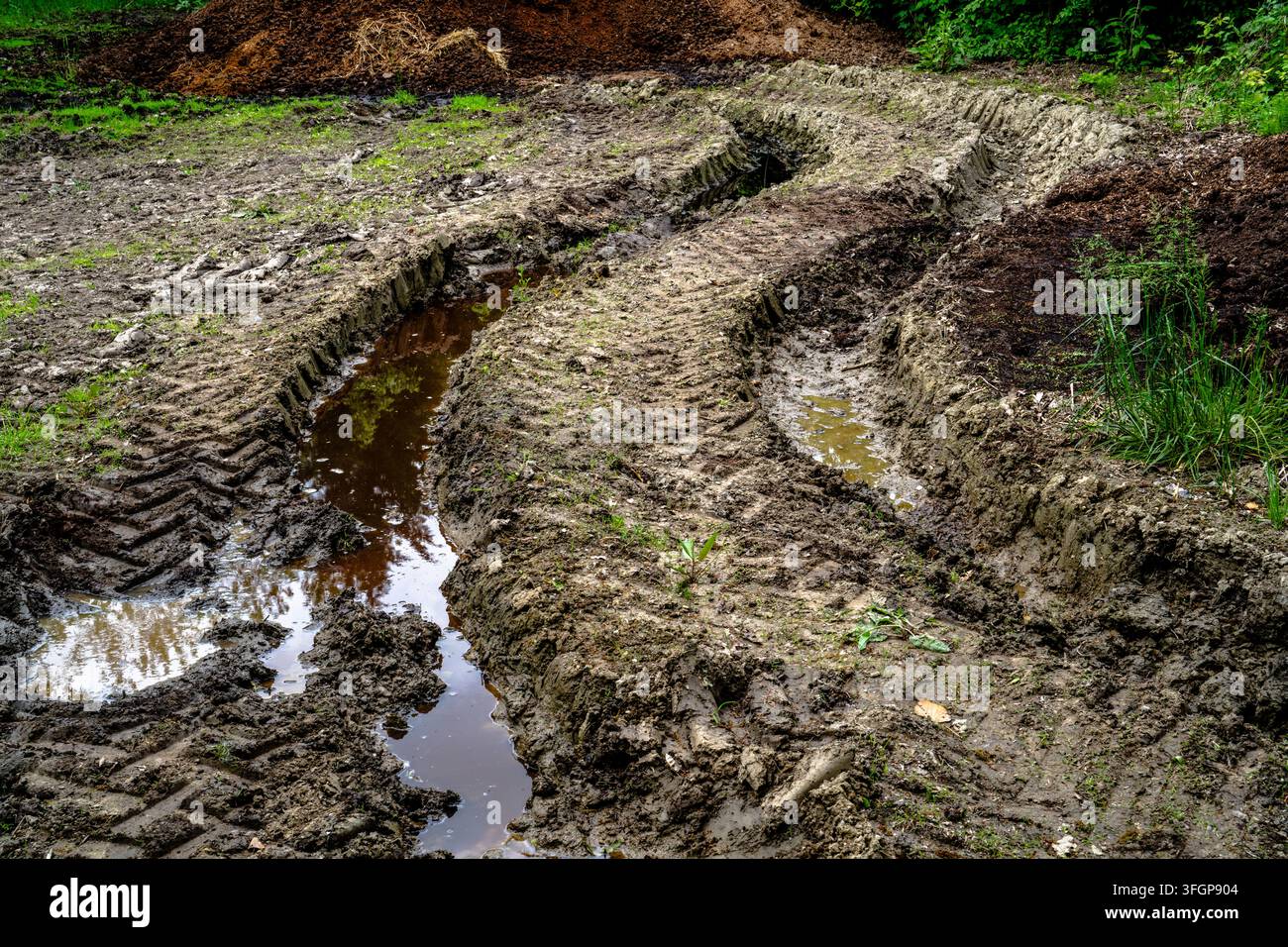 Tiefe Fahrzeugreifenspuren, die mit stehendem Wasser gefüllt sind, durchziehen nassen, schlammigen Boden neben Haufen organischen Materials und grüner Vegetation. Stockfoto