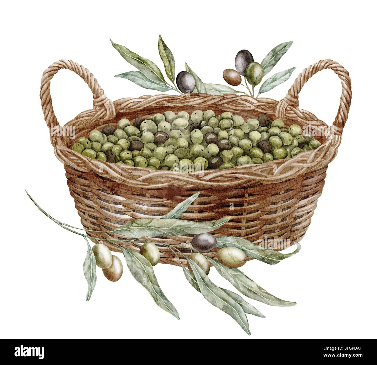 Korb mit Oliven und Olivenzweigen Aquarellillustration isoliert auf Hintergrund. Mediterranische Erntekomposition mit geflochtenem Weidenbehälter Stockfoto