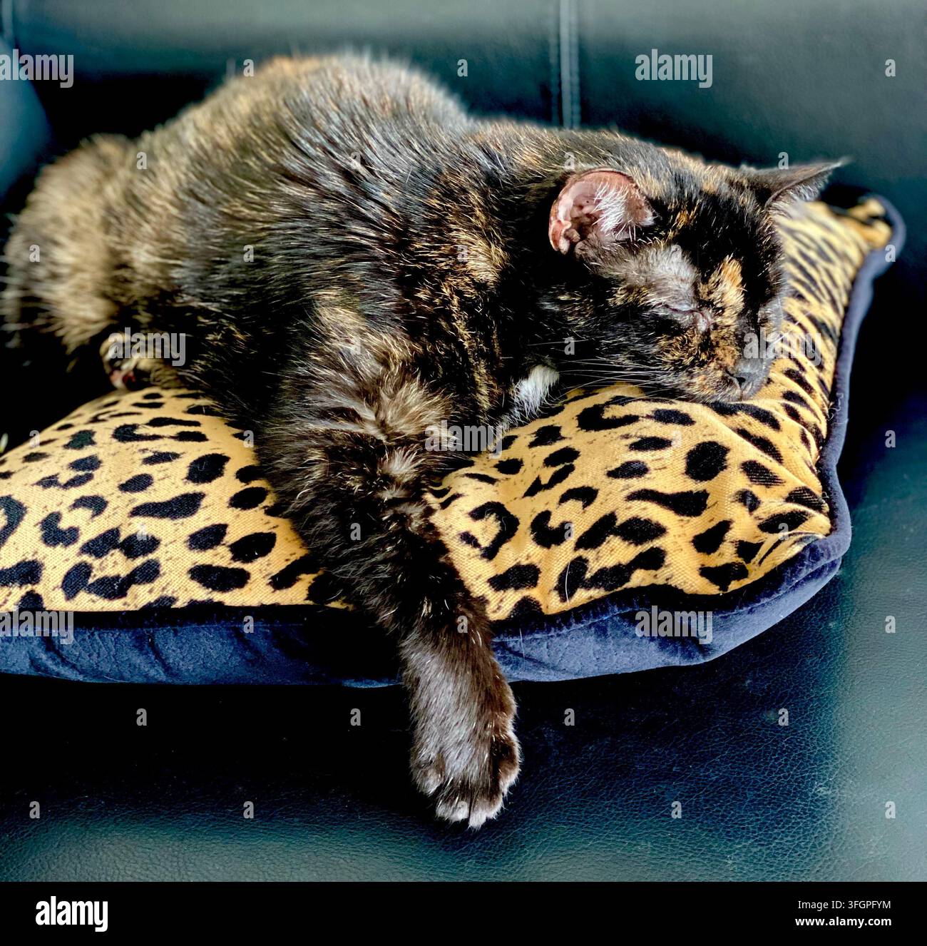 Eine süße Tortenschneck Katze, die auf einem leopardenmusterigen Kissen schläft. Stockfoto