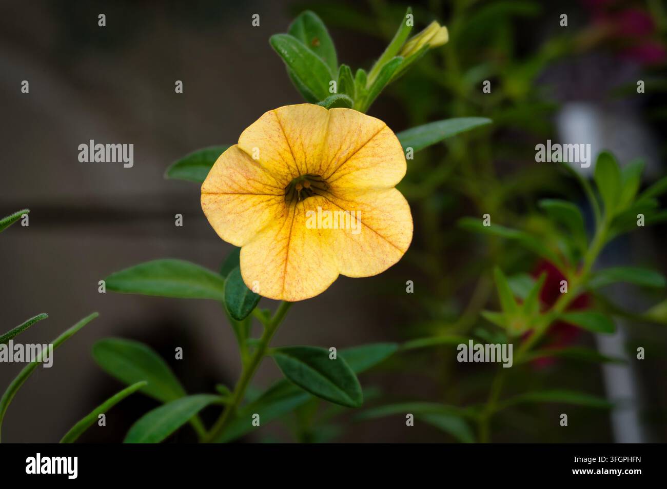 Makroaufnahme einer leuchtend gelben Millionenglocken-Blume (Calibrachoa) mit grünen Blättern bei natürlichem Licht. Botanisches Sommerkonzept. Stockfoto