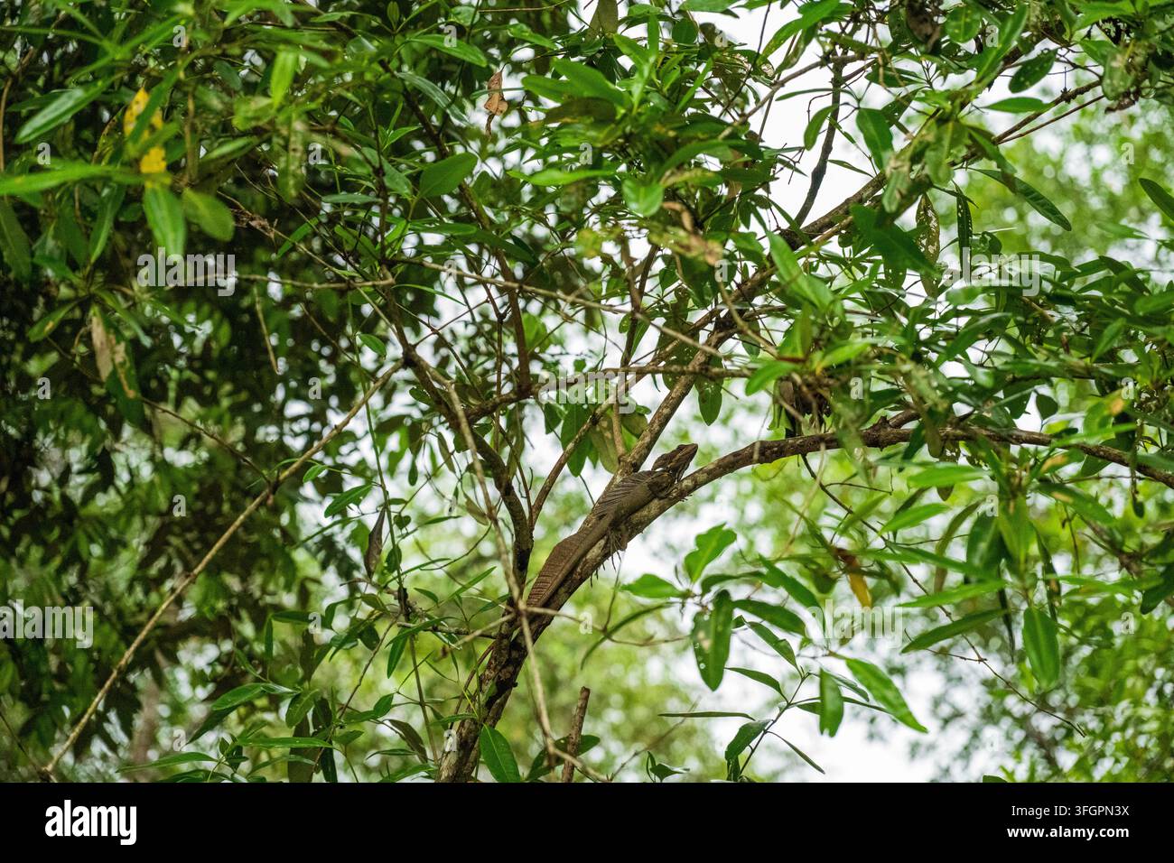 Gewöhnlicher Basilik (Basiliscus basiliscus): Oft als brauner oder gestreifter Basilik bezeichnet, lebt diese bräunlich-graue Art in der Nähe von Tieflandbächen und Stockfoto