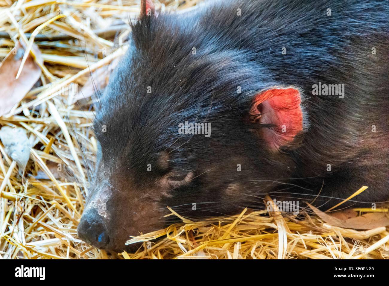 Tasmanischer Teufel in Ostküste Tasmaniens Stockfoto