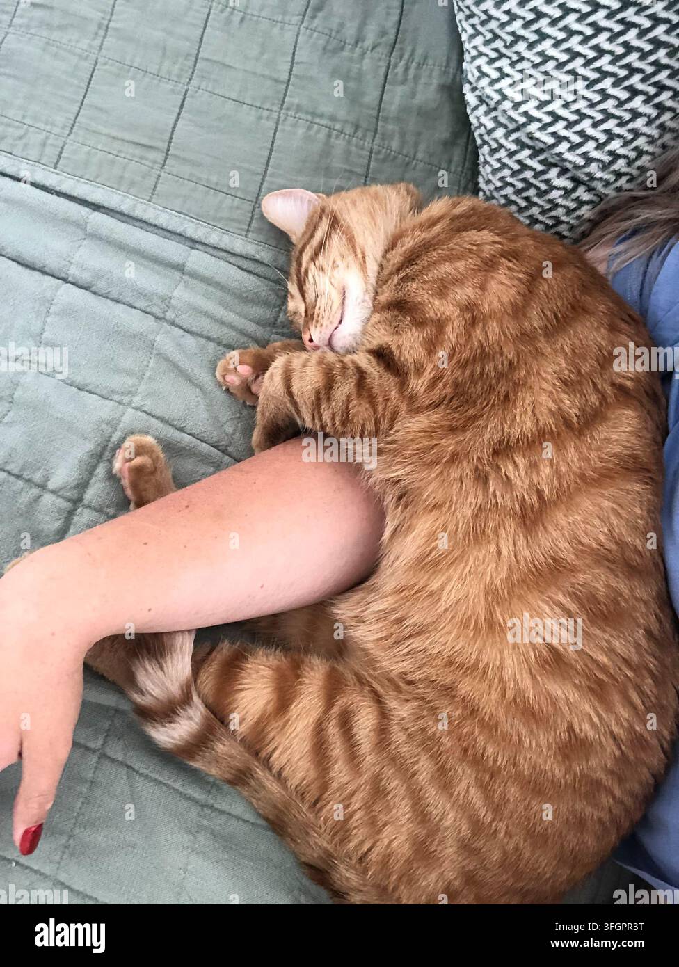 Liebevoller orangefarbener Tabby-Kater schläft auf dem Arm einer Person Stockfoto