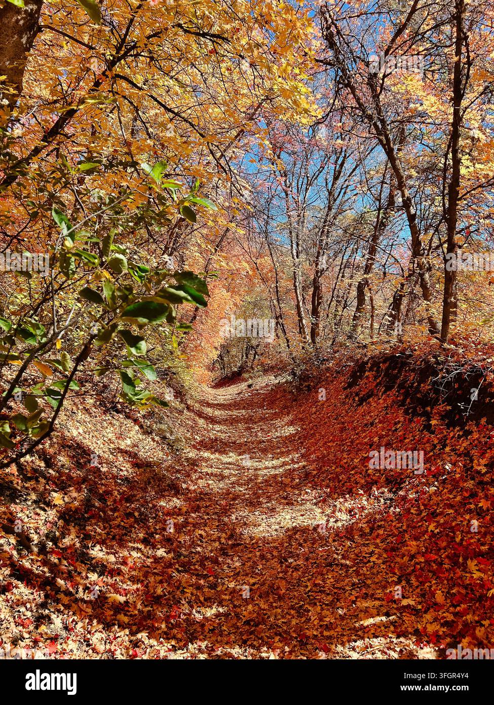 Versunkener Waldweg, bedeckt mit bunten Herbstblättern in Utah Stockfoto
