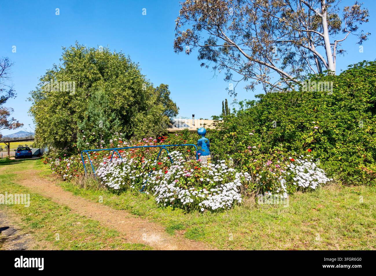 Bauerntor, das mit bunten Blumen und einer Hecke aus südafrikanischer Honeysuckle in der Nähe von Tamworth NSW, Australien, überwuchert ist Stockfoto