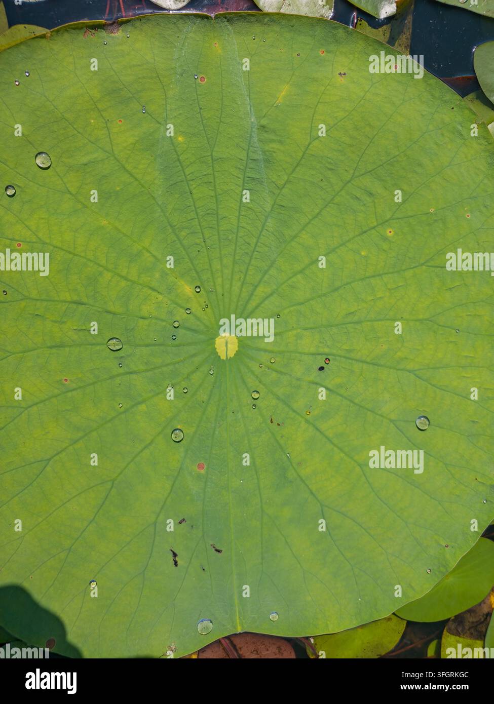 Ein großes grünes Lotusblatt schwimmt auf dem Wasser mit sichtbaren Adern und verstreuten Wassertröpfchen auf seiner Oberfläche. Stockfoto