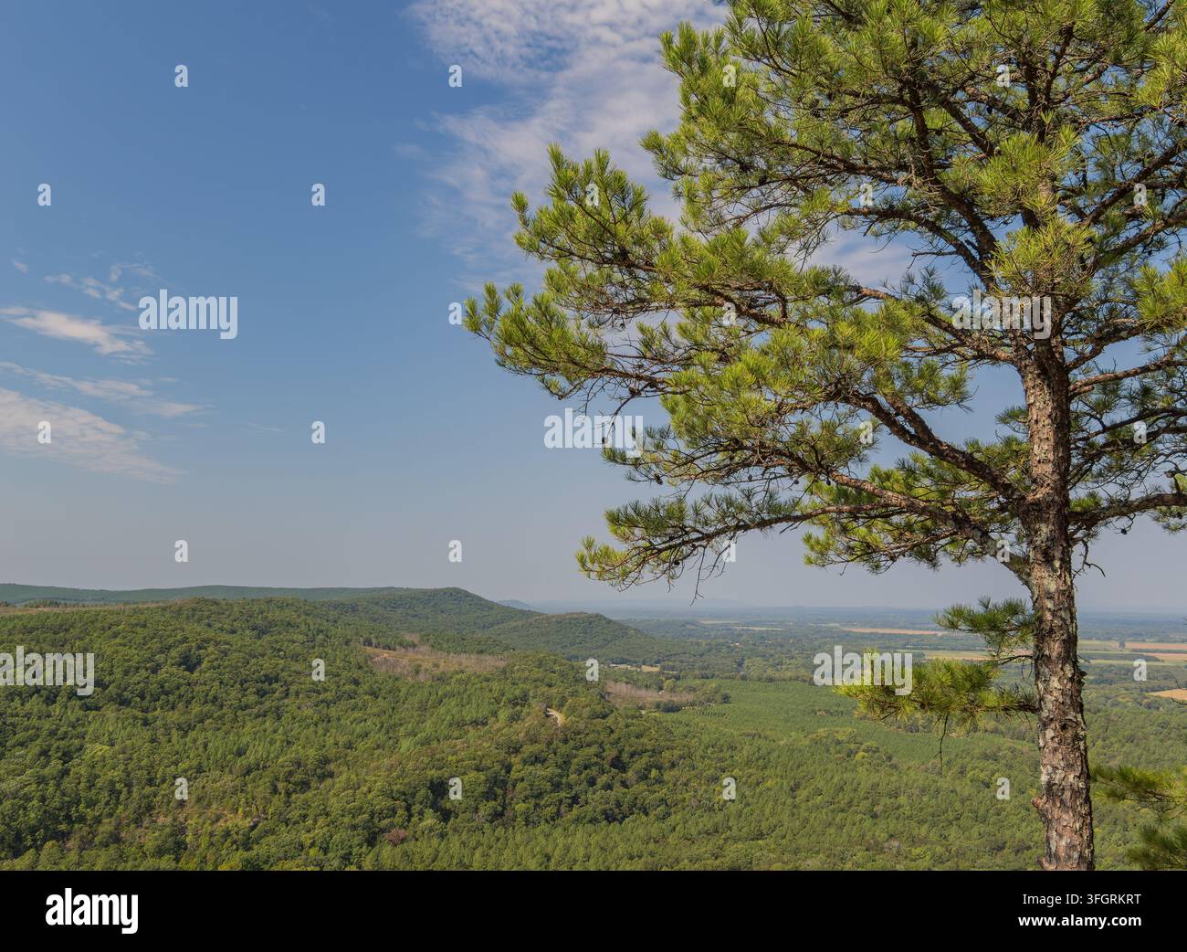 Eine Kiefer steht auf der rechten Seite des Bildes und blickt auf eine weite Landschaft mit sanften grünen Hügeln und einem fernen Tal unter einem blauen Himmel. Stockfoto