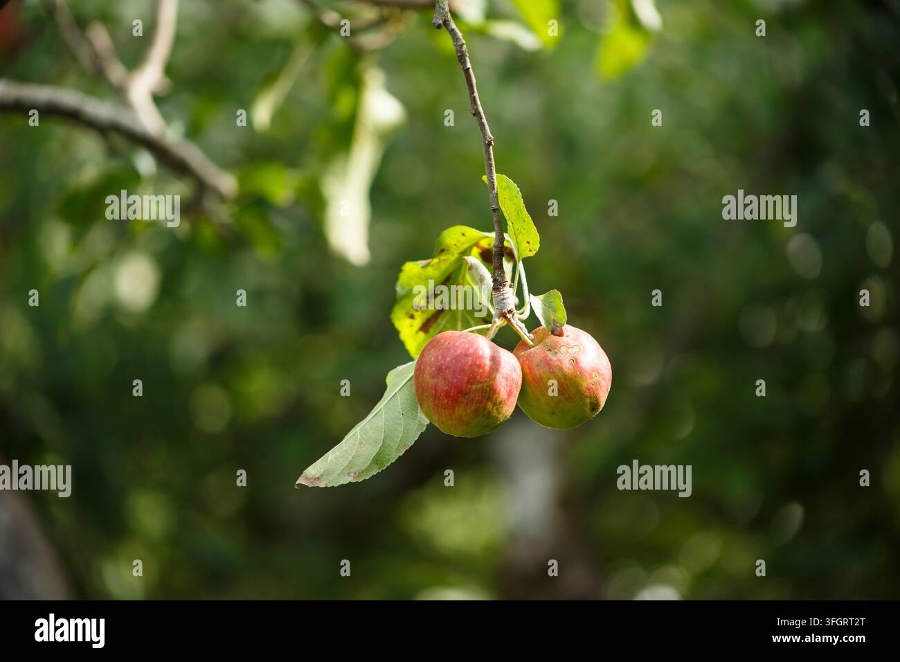 Äpfelernte von faulen Früchten Stockfoto