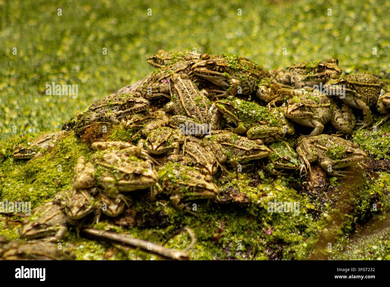 Große Gruppe von Fröschen, die eng beieinander auf nassem Moos und Wasserpflanzen in einem grünen Teichhabitat versammelt sind. Die Amphibien fügen sich natürlich in ihre Umgebung ein Stockfoto