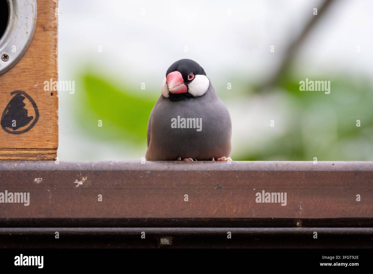 Grauer Java-Sperling mit schwarzem Schopf, weißen Wangen und rosarotem Schnabel, der neben einer Holznist in Grevenmacher, Luxemburg, sitzt. Stockfoto