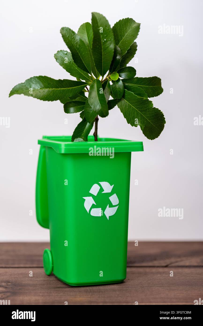 Ein grüner Recyclingbehälter hält eine junge Pflanze, die auf einem Holztisch wächst. Stockfoto