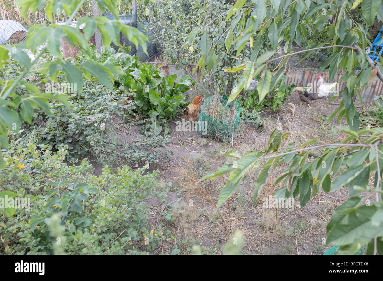 Freilaufhühner, die frei in einem üppigen grünen ländlichen Hinterhofgarten umherstreifen, heimische Vögel suchen nach Nahrung zwischen laubreichen Gemüsebeeten, Bäumen und hohen B Stockfoto