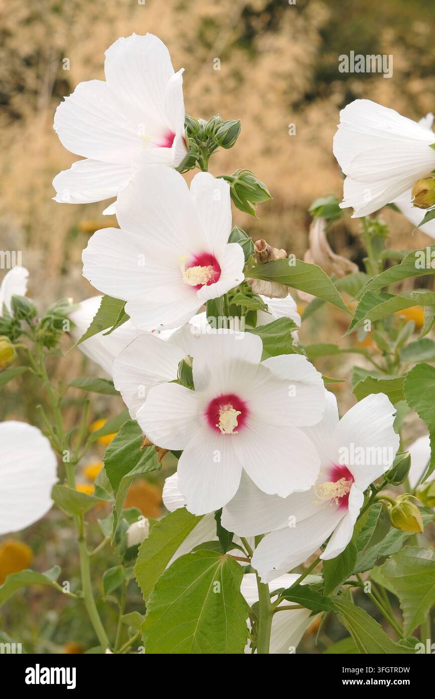 Weißer und roter Hibiscus moscheutos, Sumpfmalve ‚Luna White‘ in Blüte. Stockfoto