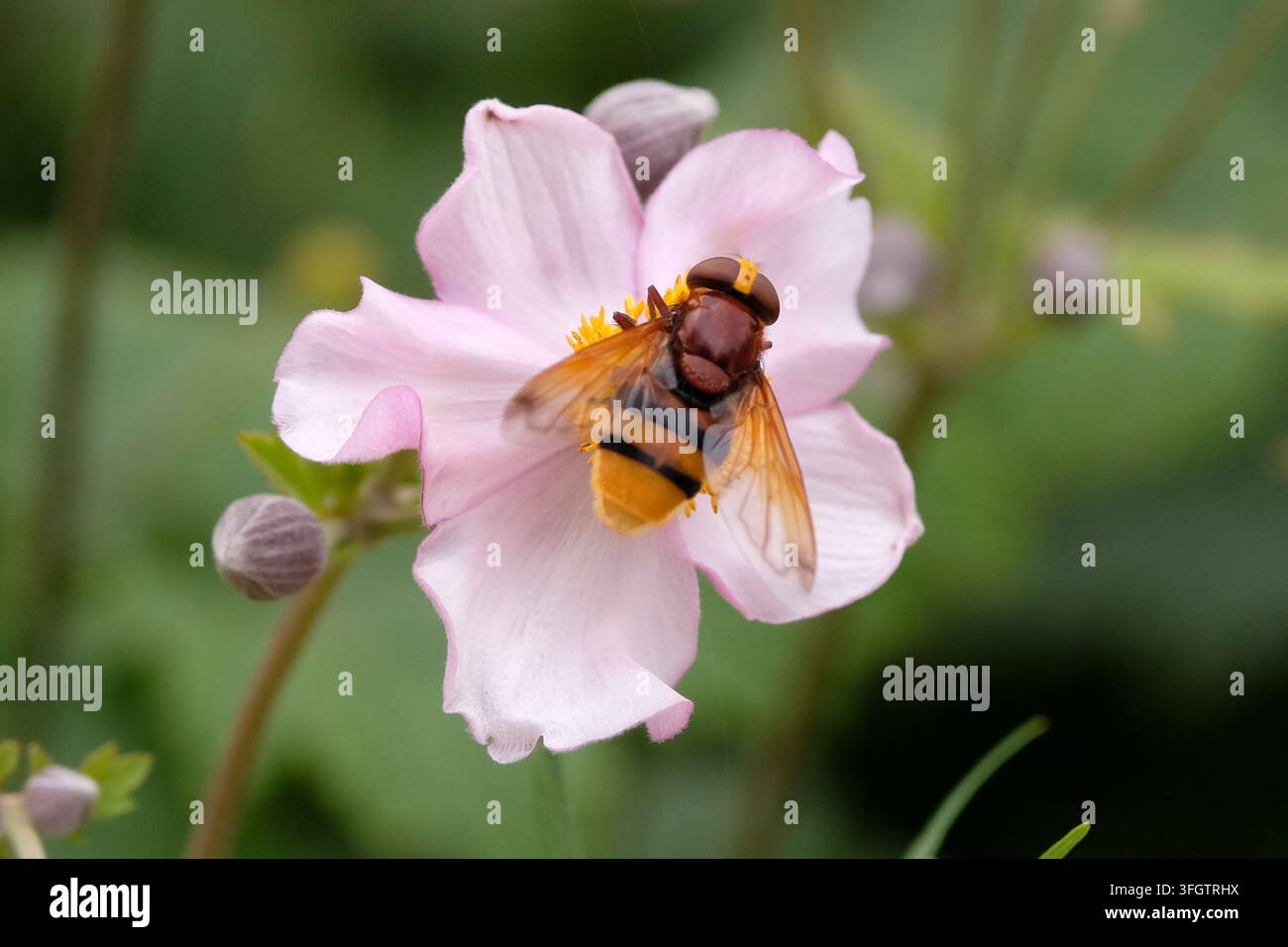 Eine Hornissen-imitierende Schwebfliege, die auf einer japanischen Anemone sitzt. Stockfoto