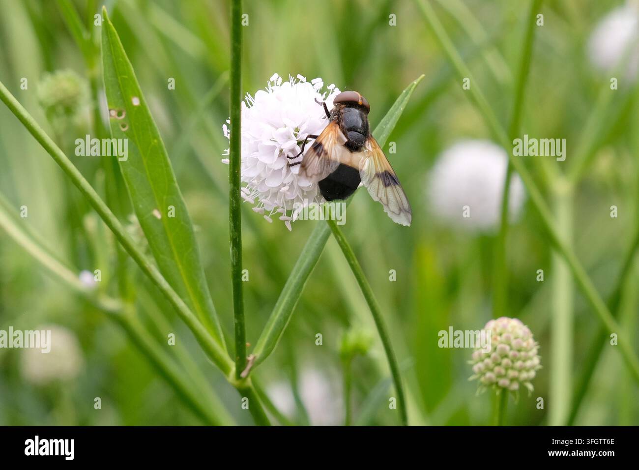 Volucella pellucens, Pellucid Fliege Schwebfliege sitzt auf einer chinesischen Karde. Stockfoto