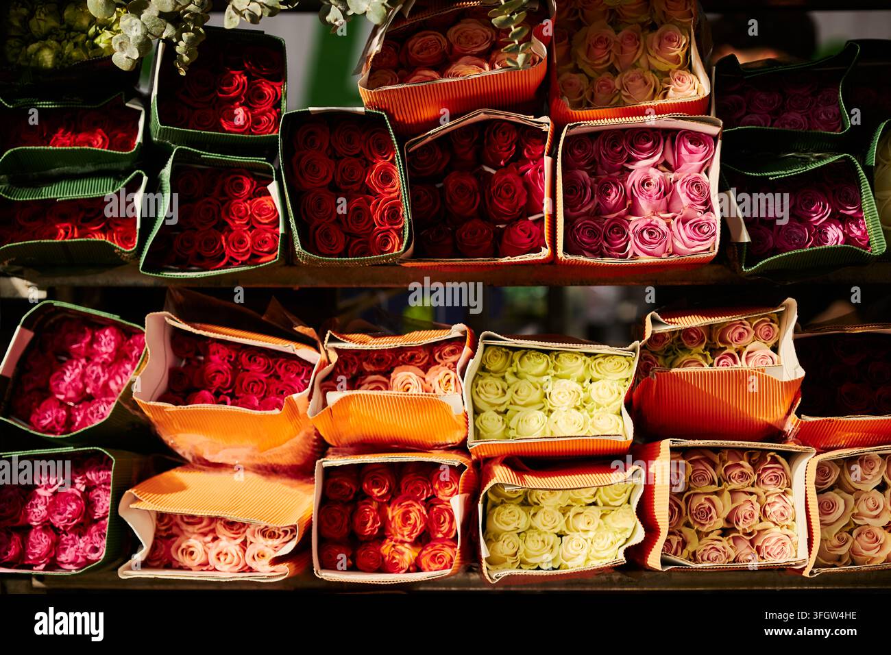 Frische bunte Rosensträuße, die in einem Blumenladen ausgestellt sind Stockfoto
