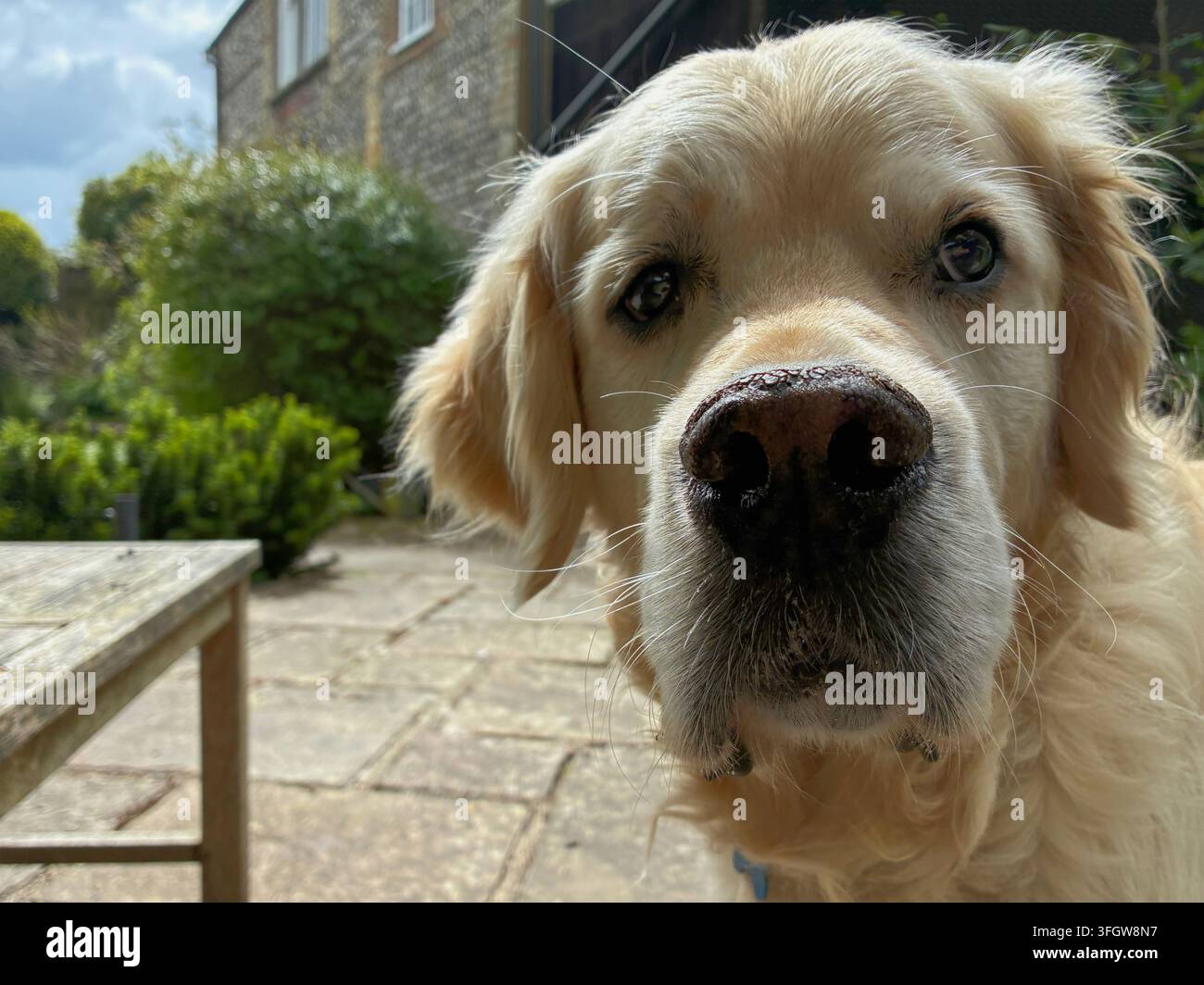 Golden Retriever Hund Nahaufnahme, der in die Kamera blickt. Stockfoto