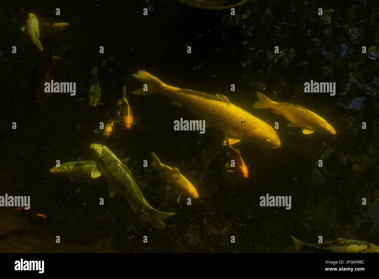 Goldene Koi-Karpfen schwimmen in dunklem, schattigem Wasser Stockfoto
