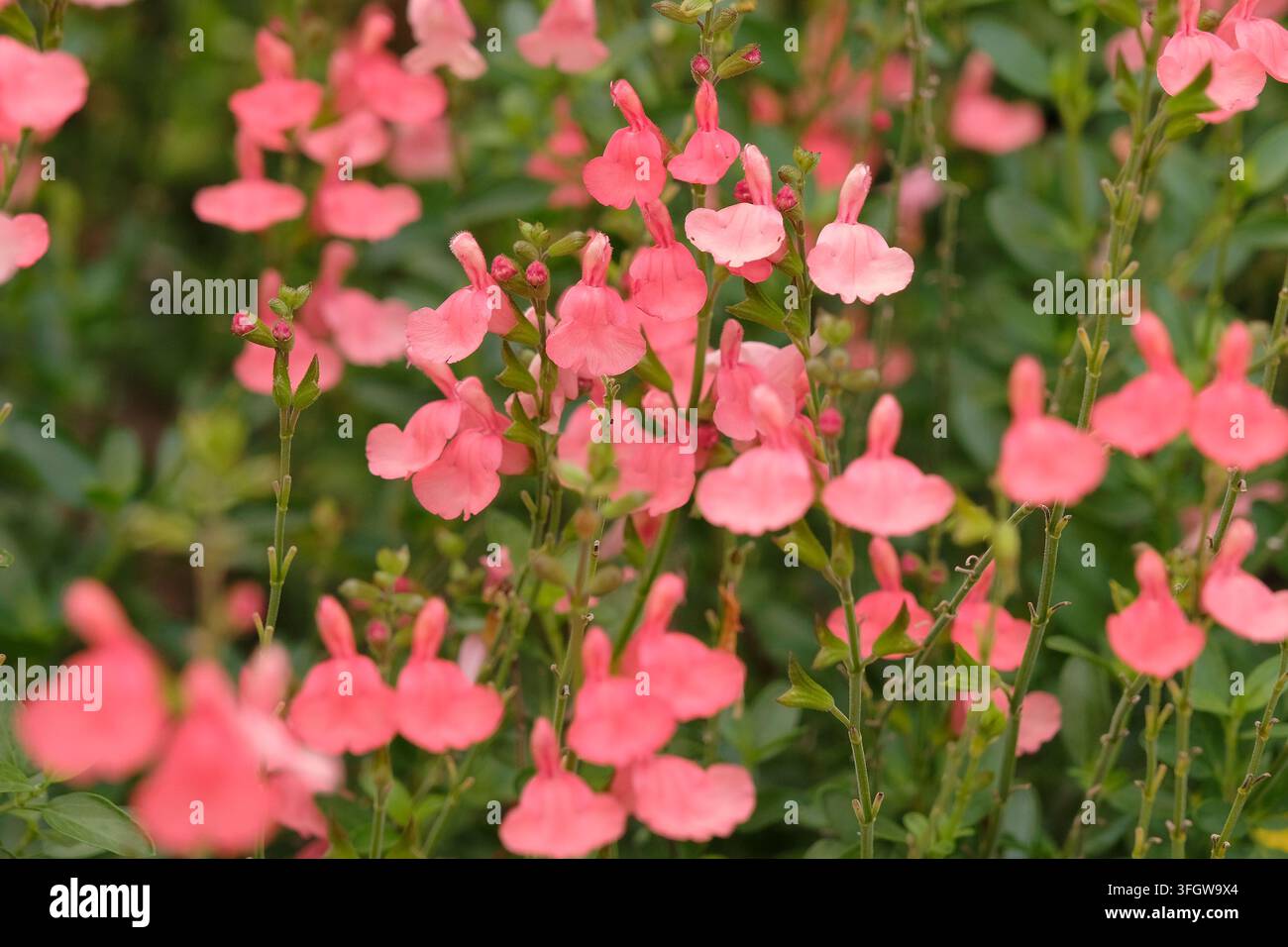 Korallenrosa Salvia ‚Peach Cobbler‘ in Blüte. Stockfoto