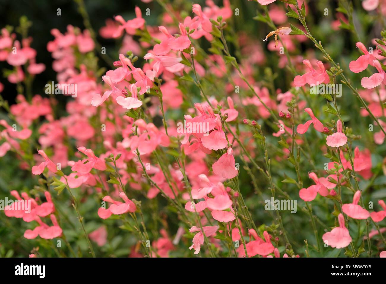 Korallenrosa Salvia ‚Peach Cobbler‘ in Blüte. Stockfoto
