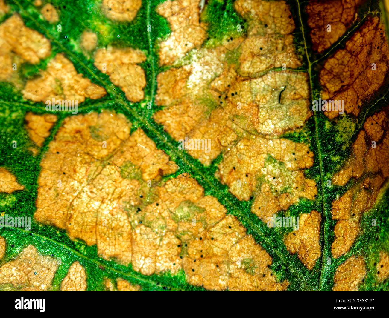 Makroaufnahme einer kranken grünen Blatttextur mit trockenen braunen Flecken Stockfoto