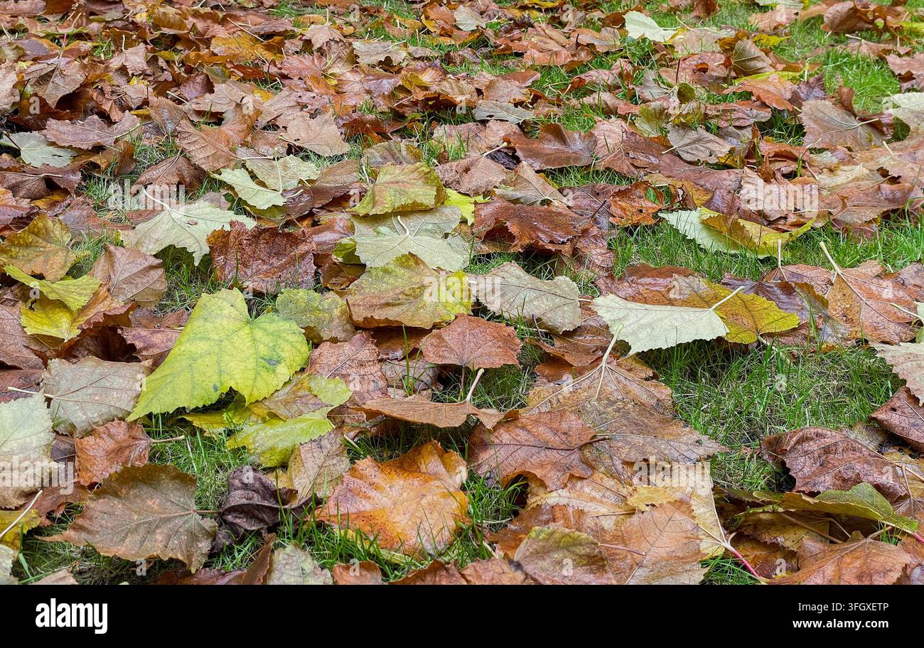Gefallene Herbstblätter, die über grünes Gras verstreut sind Stockfoto