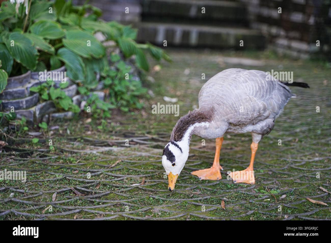 Eine Bartgans mit dem Rücken zugewandt, Kopf nach unten auf der Wiese vor Steinstufen forstend Stockfoto