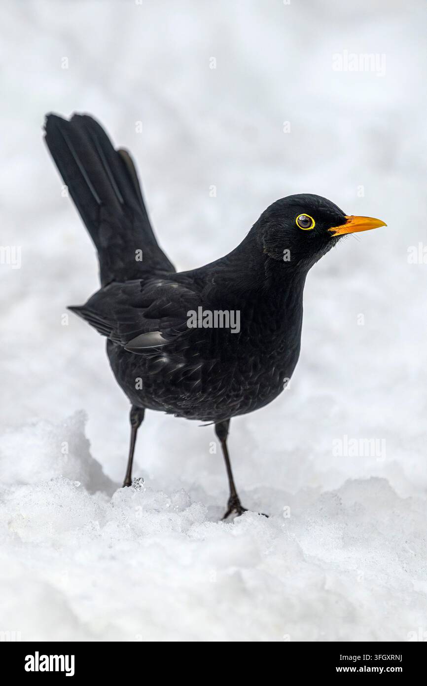 Gewöhnlicher Rabenkrähe (Männchen) - Turdus merula Stockfoto
