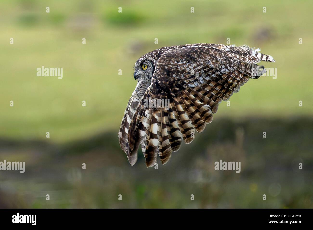 Sperbereule im Flug - Bubo africanus Stockfoto