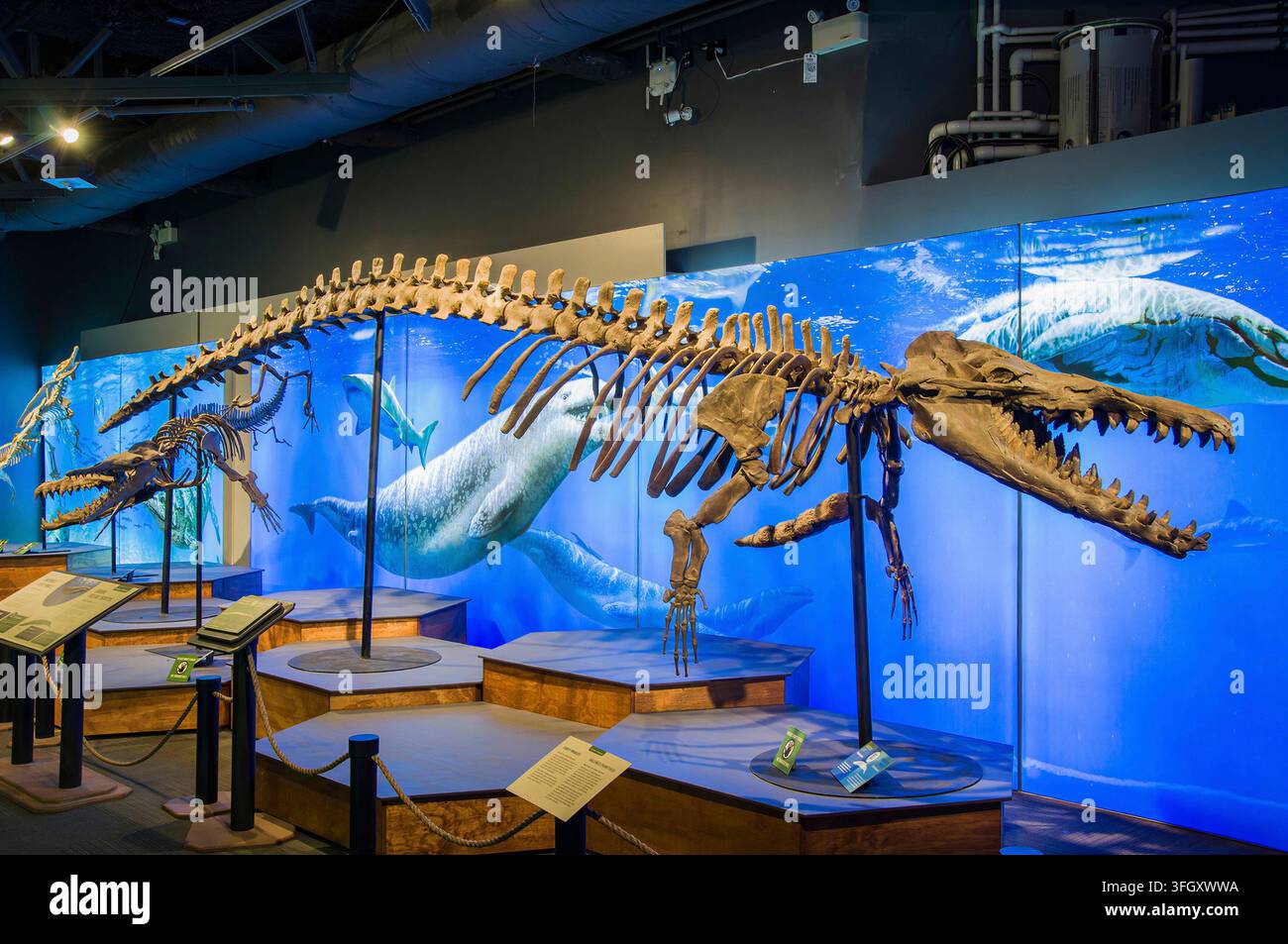 VANCOUVER, KANADA - 03. SEPTEMBER 2024: Modell eines antiken prähistorischen Basilosaurus-Wals oder Meeresreptilien-Skeletts, das auf Holzpodesten mit großem Stockfoto
