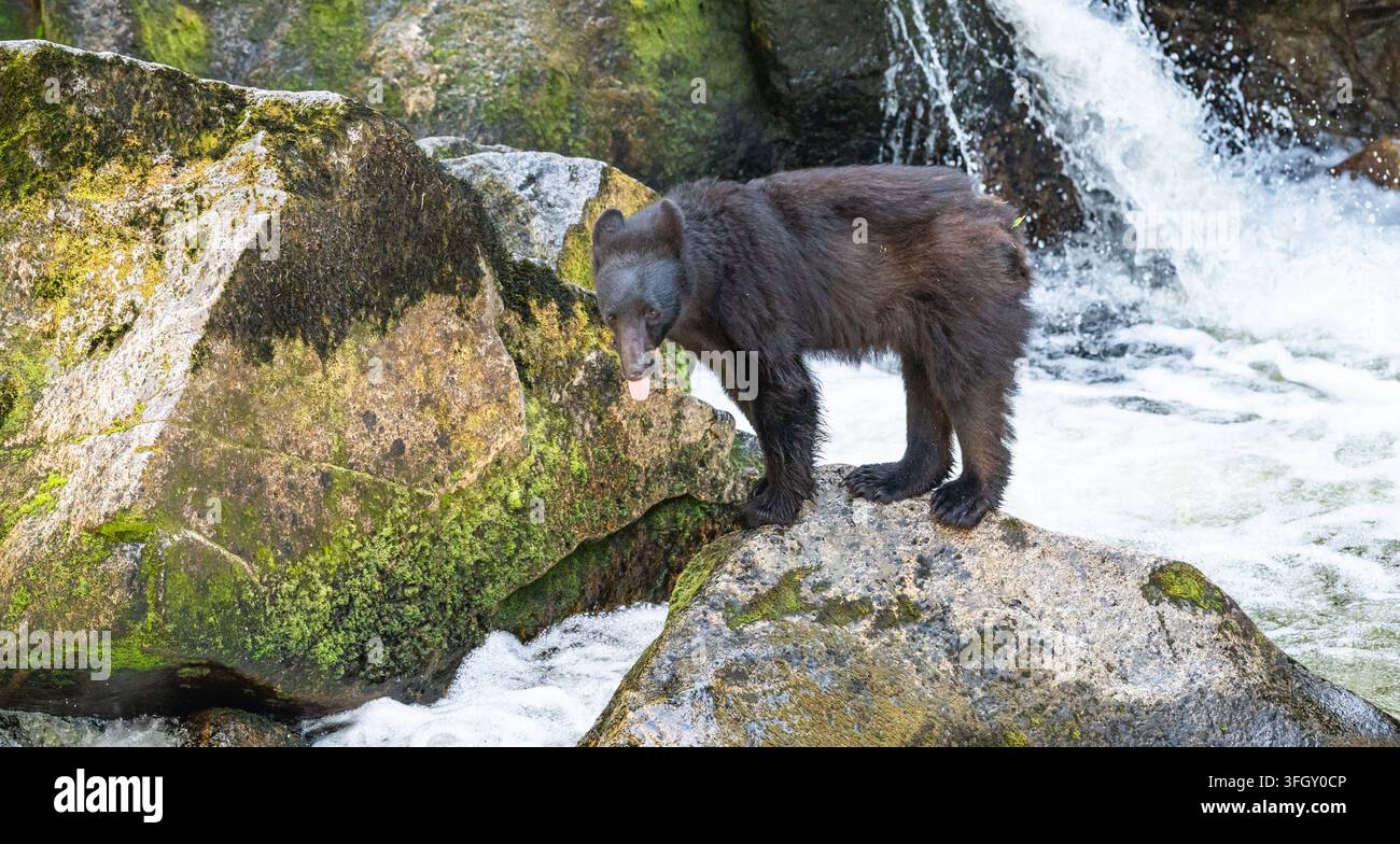 Schwarzbär, der die Zunge auf einem Flussstein in Anan, Alaska, herausstreckt Stockfoto