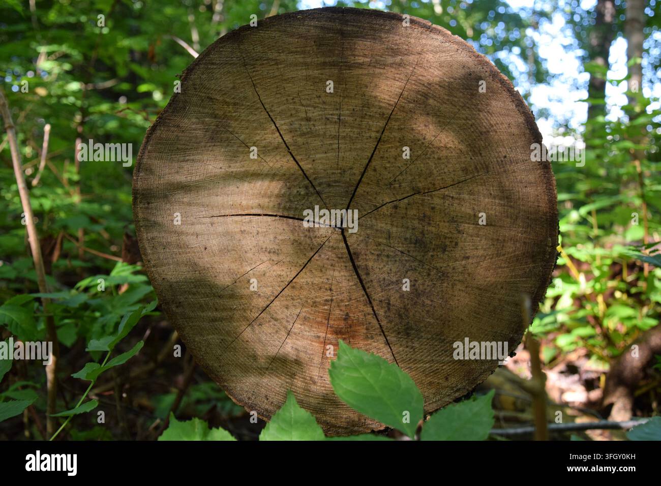 Rundliche Baumringe auf einem geschnittenen Birkenstamm, der auf dem Waldboden liegt Stockfoto