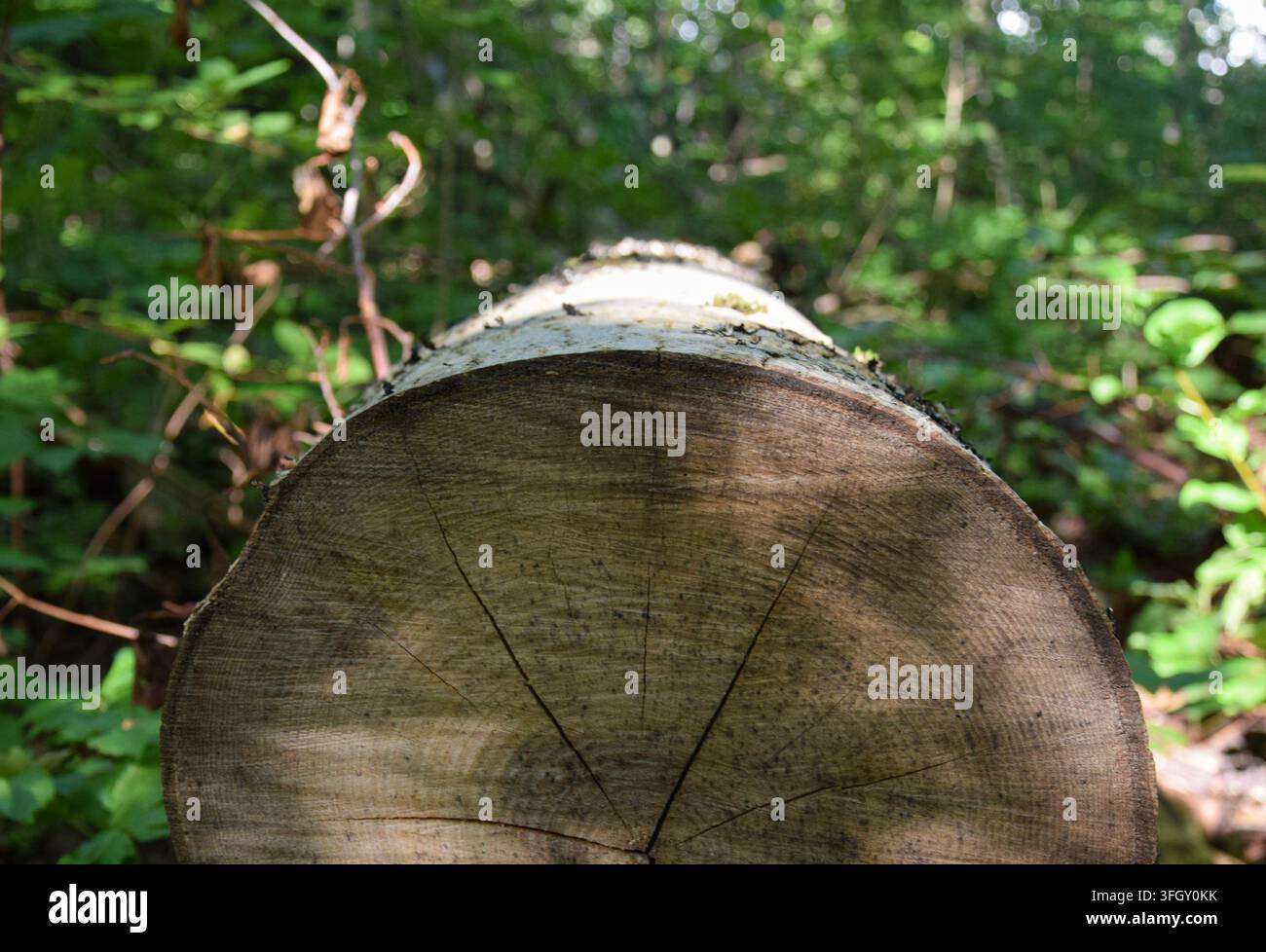 Nahaufnahme eines geschnittenen Birkenstamms mit sichtbaren Baumringen und weißer Rinde Stockfoto