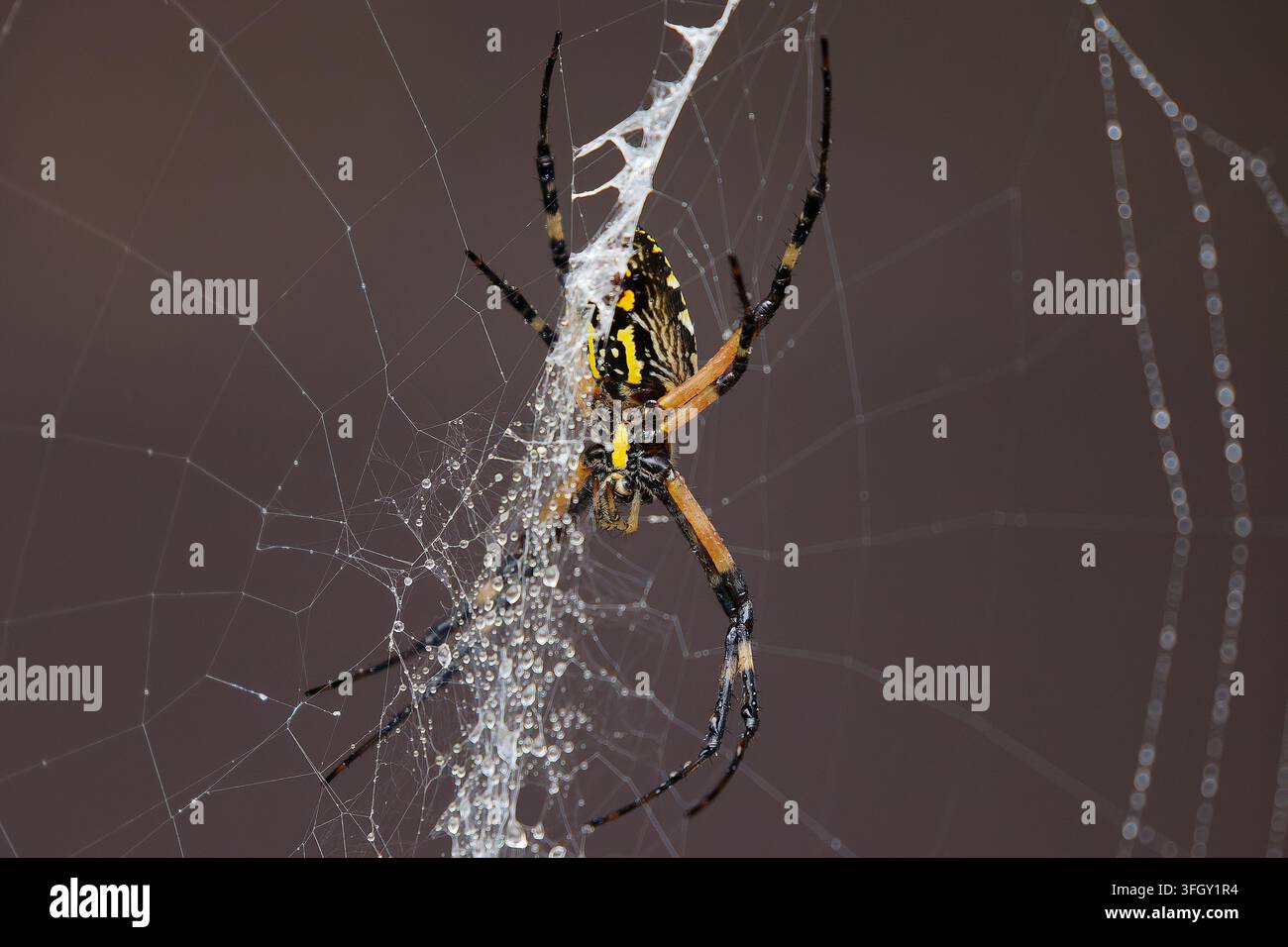 Gelbe Gartenspinnerin (Argiope aurantia) im Netz Stockfoto