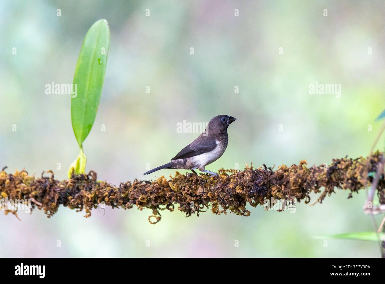 Weißbürzel-Munia (Lonchura striata) sitzt anmutig auf einem moosigen Ast mit dunklem schokoladenbraunem Kopf, konischer silbergrauer Schnabel und weißem Be Stockfoto