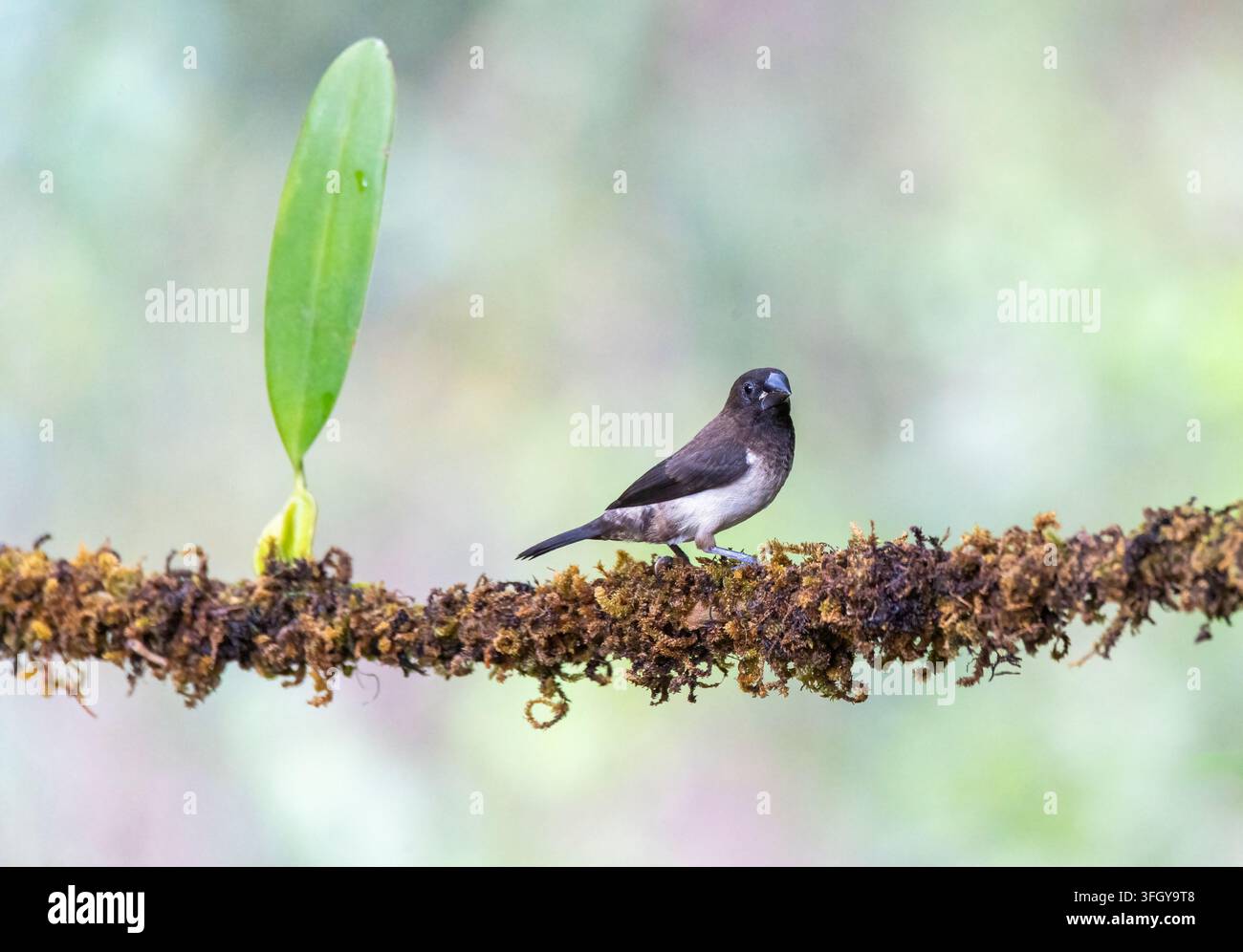 Weißbürzel-Munia (Lonchura striata) sitzt anmutig auf einem moosigen Ast mit dunklem schokoladenbraunem Kopf, konischer silbergrauer Schnabel und weißem Be Stockfoto