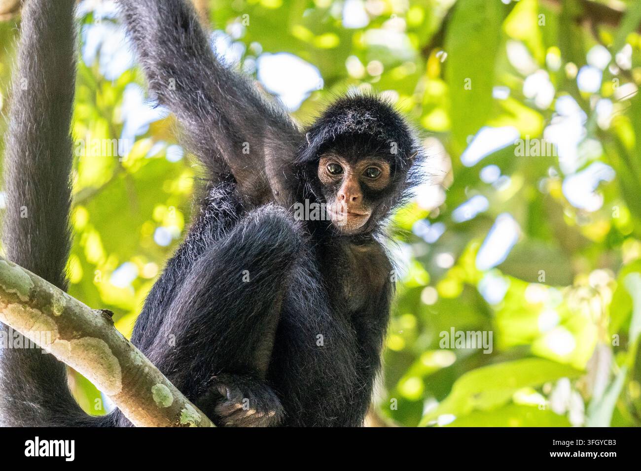 Jugendlicher Spidermaffe sitzt auf einem belaubten Ast hoch im üppigen Kronendach des Tambopata-Nationalreservats, Peru, und zeigt einen neugierigen Ausdruck, lange Gliedmaßen a Stockfoto